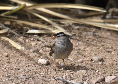 White-crowned Sparrow (zonotrichia leucophrys) foraging on the ground
