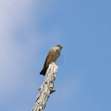 Say's Phoebe (sayornis saya) perched at the end of a bare branch