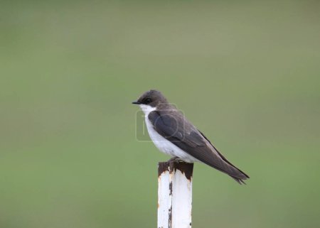 Tree Swallow (tachycineta bicolor) perched on a metal pole