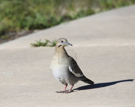 White-winged Dove (zenaida asiatica) perched on a concrete sidewalk
