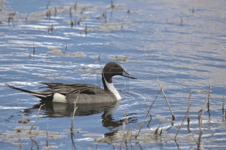 Northern Pintail (male) (anas acutas) swimming in a grassy pond