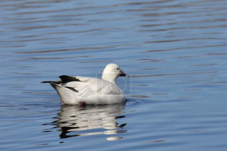 Snow Goose (chen caerulescens) swimming in a lake