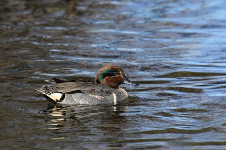 Green-winged Teal (male) (anas carolinensis) swimming in a lake