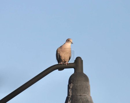 Eurasian Collared-Dove (streptopelia decaocto) perched on light pole