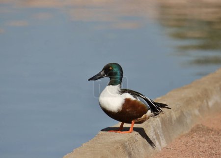 Northern Shoveler (male) (spatula clypeata) perched at the edge of a pond