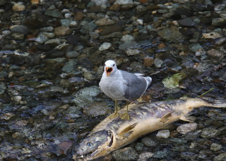 Goéland à bec court (Goéland musqué) criant de sa perche sur un saumon mort dans un ruisseau de montagne