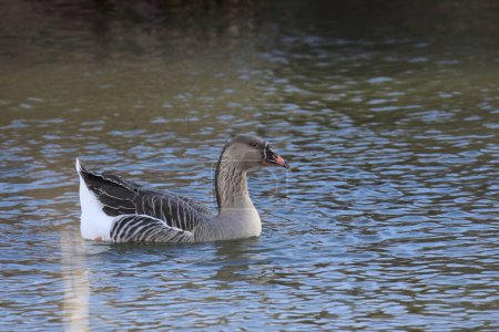 Photo for Greater White-fronted Goose (answer albifrons) swimming in a lake - Royalty Free Image