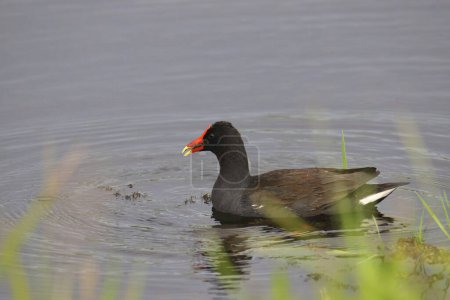 Photo for Common Gallinule (gallinula galeata) swimming in a grassy pond - Royalty Free Image
