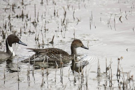 Canard pilet (femelle) (anas acuta) nageant dans un étang herbeux avec un mâle suivant de près derrière lui
