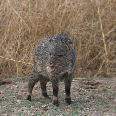 Javelina (juvenile) (collared peccary) with it's mouth open