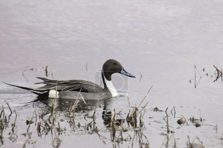 Pintail del Norte (macho) (anas acutas) nadando en un estanque cubierto de hierba