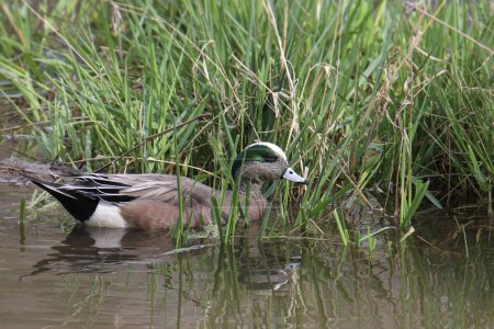 Téléchargez les photos : Wigeon d'Amérique (mâle) (anas americana) nageant au bord d'une zone humide herbeuse - en image libre de droit