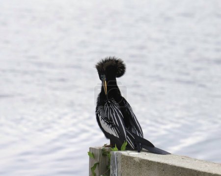 Anhinga (mâle, reproduction) perché sur un quai en béton et preening
