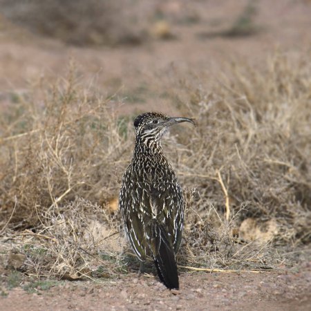 Greater Roadrunner (geococcyx californianus) looking back from it's perch at the edge of a road