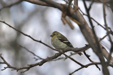 Photo for American Goldfinch (nonbreeding) (spinus tristis) perched in a leafless tree - Royalty Free Image