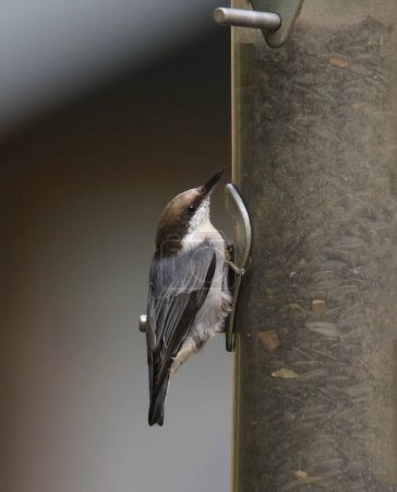 Brown-headed Nuthatch (sitta pusilla) eating from a bird feeder
