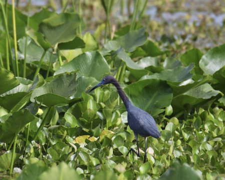 Photo for Little Blue Heron (egretta cearulea) foraging among some aquatic plants - Royalty Free Image
