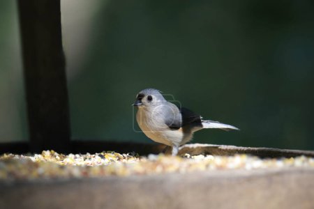 Photo for Tufted Titmouse (baeolophus bicolor) eating at a bird feeder - Royalty Free Image