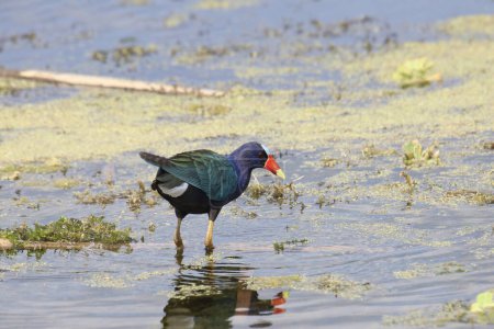 Purple Gallinule (porphrio martinicus) foraging in a messy pond