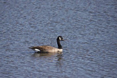 Cackling Goose (branta hutchinsee) swimming in a pond