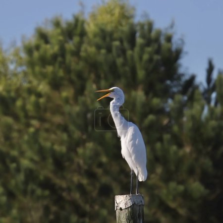 Great Egret (ardea alaba) perched at the top of a wooden pole
