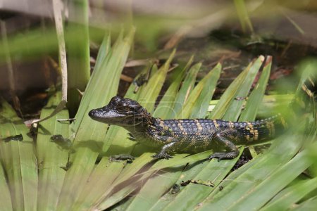 American Alligator (juvenile) (alligator mississippiensis) poised on a palm frond