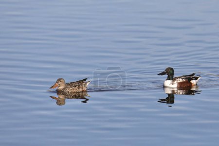 Foto de Patos palas del norte (macho y hembra) (espátula clypeata) nadando en un estanque - Imagen libre de derechos