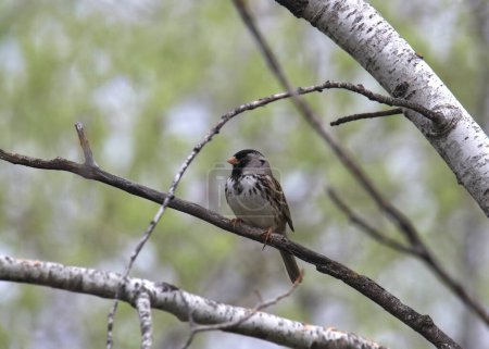 Harris's Sparrow (zonotrichia querula) perched in a tree