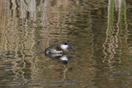 Photo for Ruddy Duck (nonbreeding) (oxjura jamaicensis) swimming in a pond - Royalty Free Image
