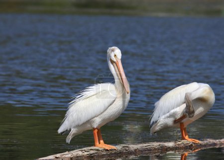 Two American White Pelicans (pelecanus erythrothynchos) perched on a log floating in a pond