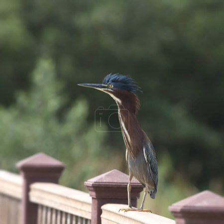 Green Heron (butorides virescens) perched on a boardwalk handrailing with it's feathers ruffled