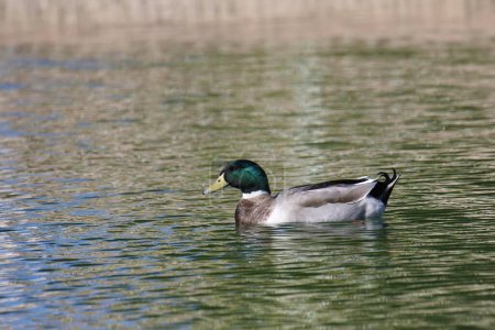 Mallard Duck (macho) (anas platyrhynchos) nadando en un estanque