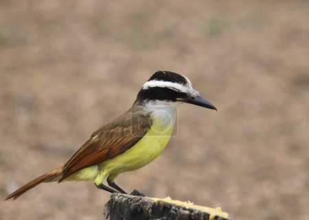 Photo for Great Kiskadee (pitangus sulphuratus) perched on a wooden post - Royalty Free Image