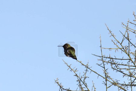 Téléchargez les photos : Colibri d'Anna (mâle) (calypte anna) perché au bout d'une petite branche - en image libre de droit