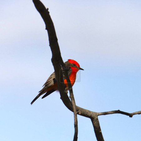 Vermilion Flycatcher (male) (pyrocephalus obscurus) perched on a bare branch