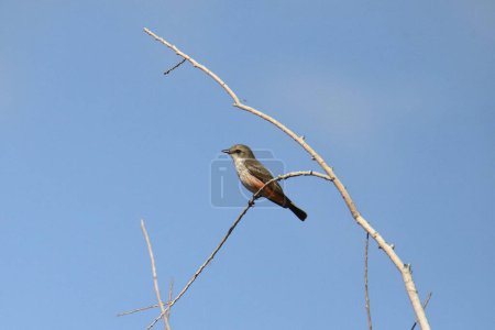 Vermilion Flycatcher (female) (pyrocephalus obscurus) perched on a small branch