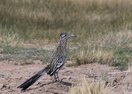Greater Roadrunner (geococcyx californianus) perched on the ground