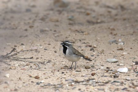 Black-throated Sparrow (amphispiza bilineata) foraging on the ground