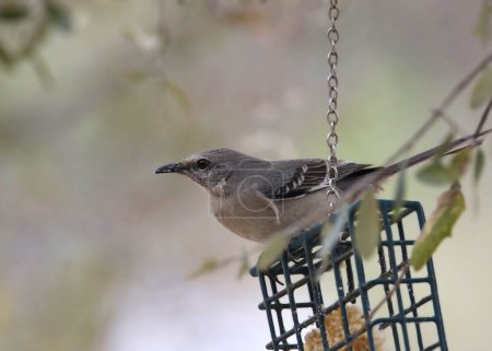 Mockingbird del Norte (mimus polyglottos) encaramado en un alimentador de suet