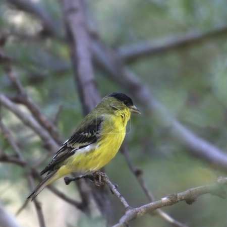 Lesser Goldfinch (male) (spinus psaltria) perched in a tree