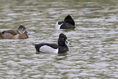 Foto de Tres patos de cuello anular (dos machos y una hembra) (aythya collaris) nadando en un estanque - Imagen libre de derechos