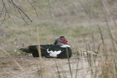 Foto de Pato moscoso (macho) (cairina mochata) sentado en el suelo - Imagen libre de derechos