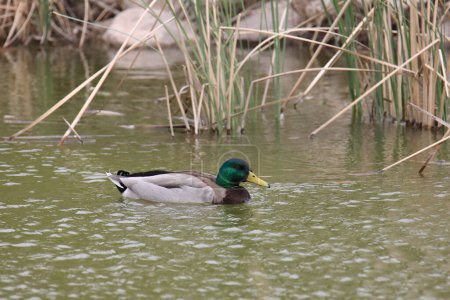 Mallard Duck (macho) (anas platyrhynchos) nadando en un estanque cubierto de hierba