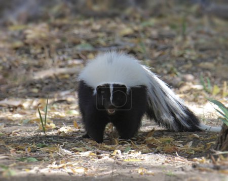 Foto de Skunk (Rayas) (mephitis mephitis) mirando directamente a la cámara con la boca abierta - Imagen libre de derechos