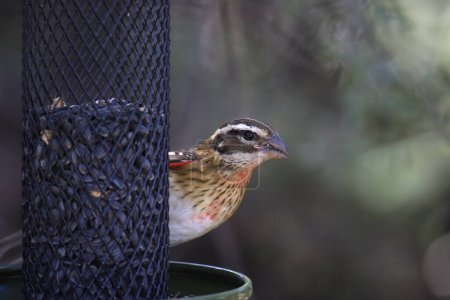 Rose-breasted Grosbeak (female) peering out from behind a cylinder bird feeder
