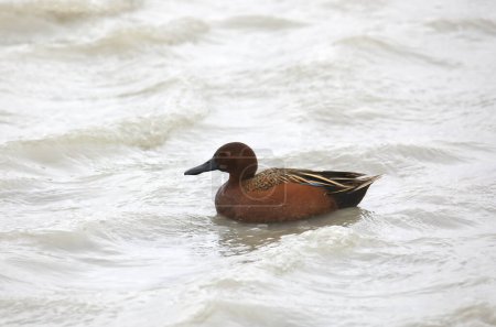 Cinnamon Teal (male) (anas cyanoptera) swimming in a pond