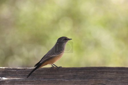 Say's Phoebe (sayornis saya) perched on a wooden fence