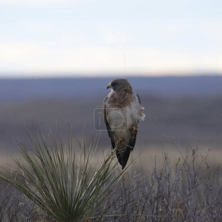 Swainson 's Hawk (light morph) (buteo swainsoni) posado sobre una planta de yuca