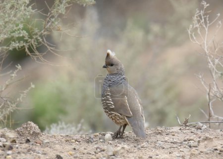 Scaled Quail (callepipla squamata) perched on the ground