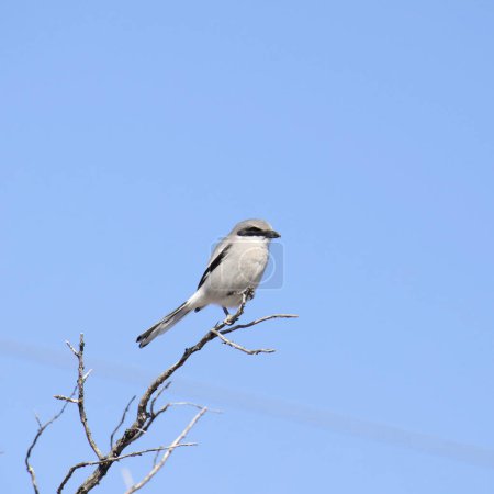 Loggerhead Shrike (lanius ludovicianus) perched the end of a leafless branch